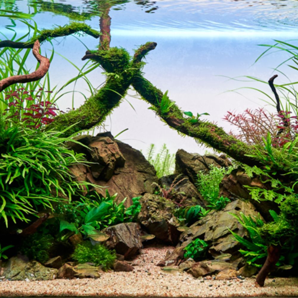 Aquarienpflanzen kaufen neue Arten Gratisversand ab 59€