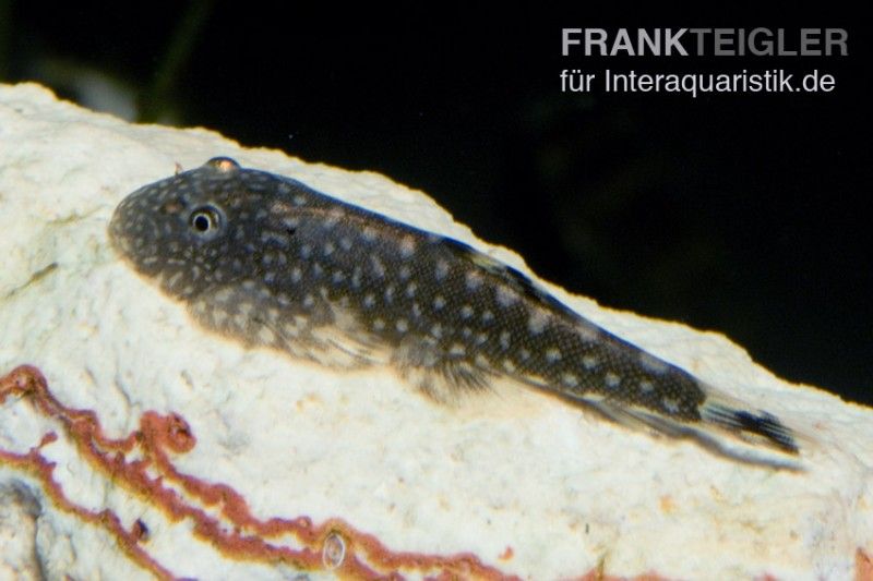 54+ Flossensauger Im Teich, Beim nachfolgenden besatz war alles in
