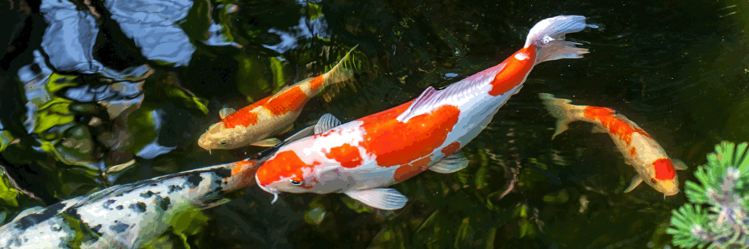 KoiKarpfen, Cyprinus carpio, für den Teich günstig online kaufen