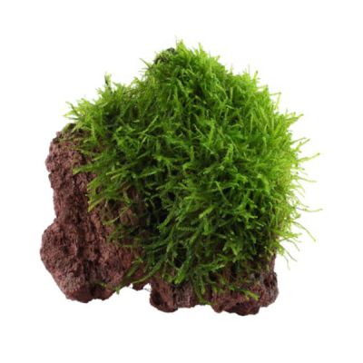 Aquarienpflanzen kaufen viele 5+1 Pflanze gratis Angebote