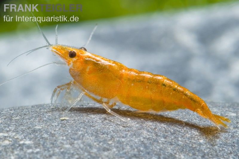 Interaquaristik.de Aquaristik Shop seit 2003 Der Aquaristikversand