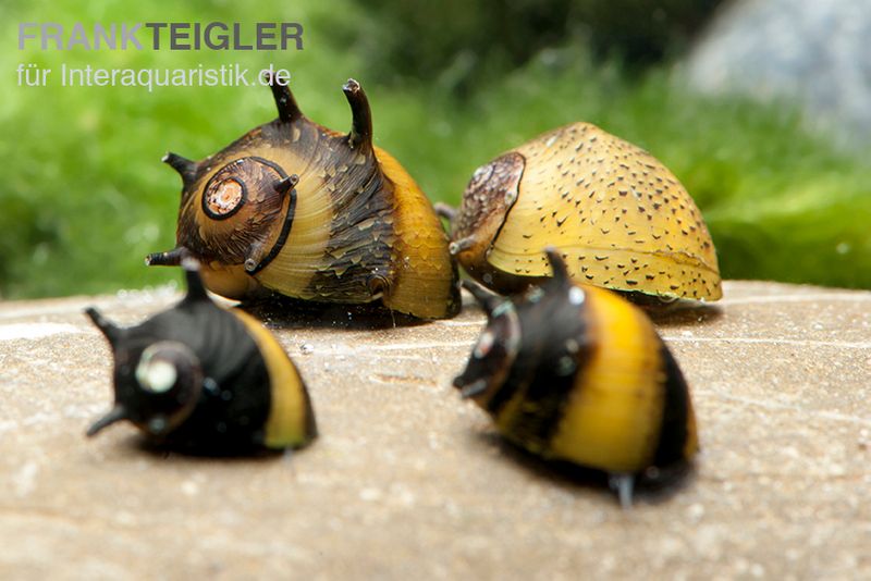 Schnecken für das Aquarium, Aquariumschnecken im Shop kaufen