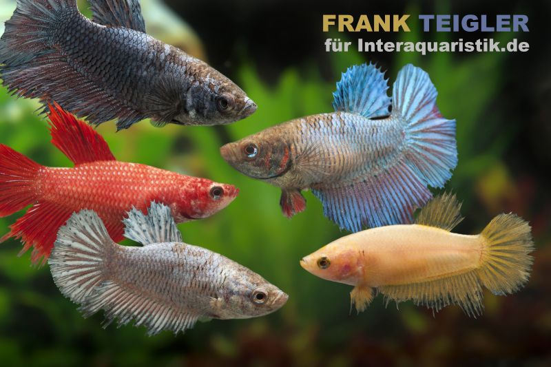 Gruppe weiblicher Kampffische im Aquarium