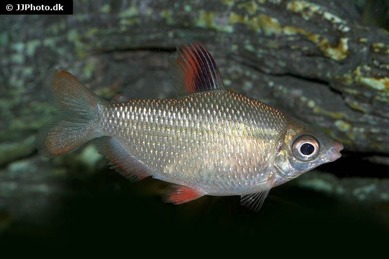 Interaquaristik.de Aquaristik Shop seit 2003 Der Aquaristikversand