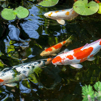 KoiKarpfen, Cyprinus carpio, für den Teich günstig online kaufen