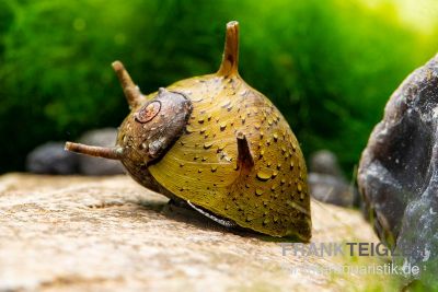 Geweihschnecken kaufen farbige Geweihschnecken für das Aquarium