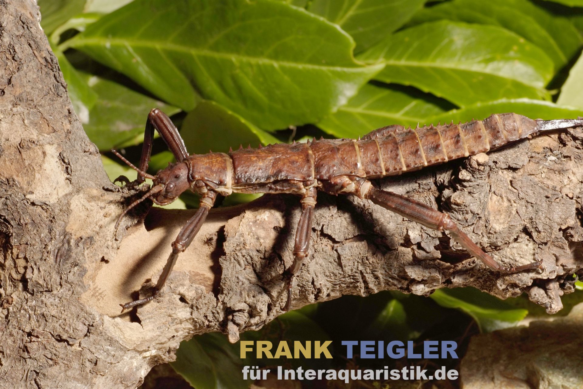 Lebende exotische Insekten für das Terrarium kaufen