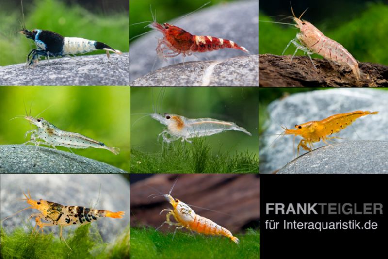 Europäische Garnele, Atyaephyra desmaresti (Kaltwasser) Tiere Teichbewohner