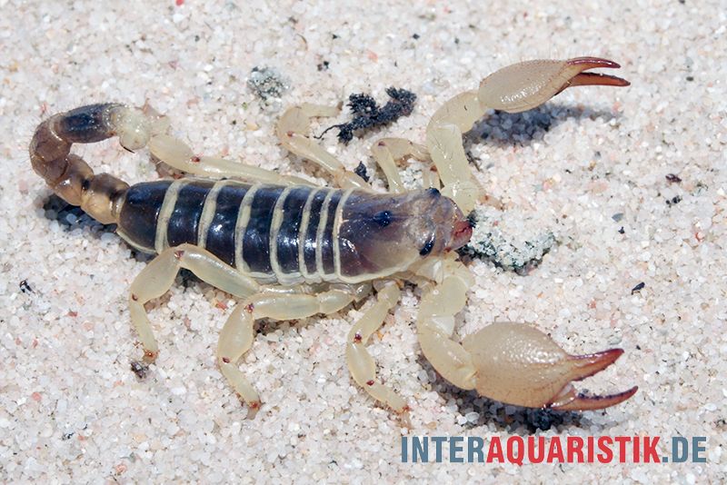 Skorpione bei Interaquaristik