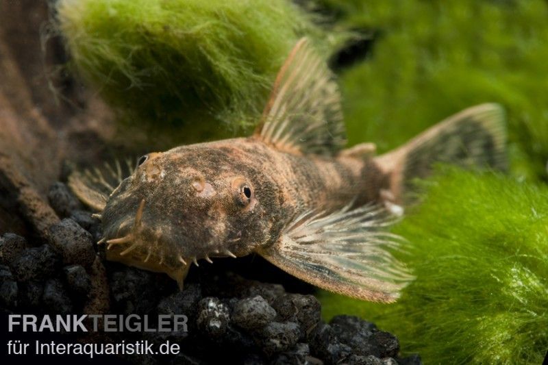 Antennenwelse für das Aquarium hier sicher kaufen