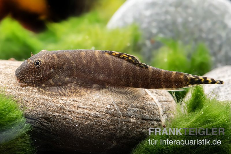 Flossensauger für das Aquarium im Shop kaufen