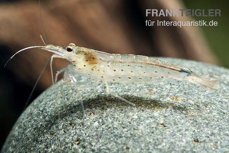 Topbilliger Amano Garnele – Caridina Multidentata Produktbild-Vorschau 6
