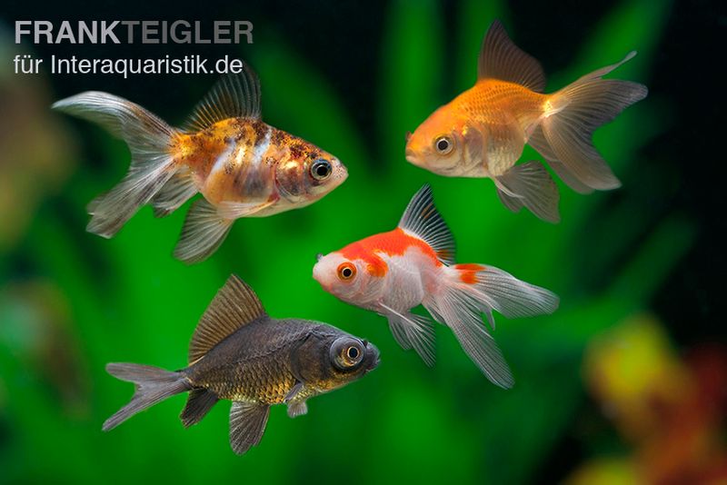 Teichfische Kaufen In Meiner Nahe