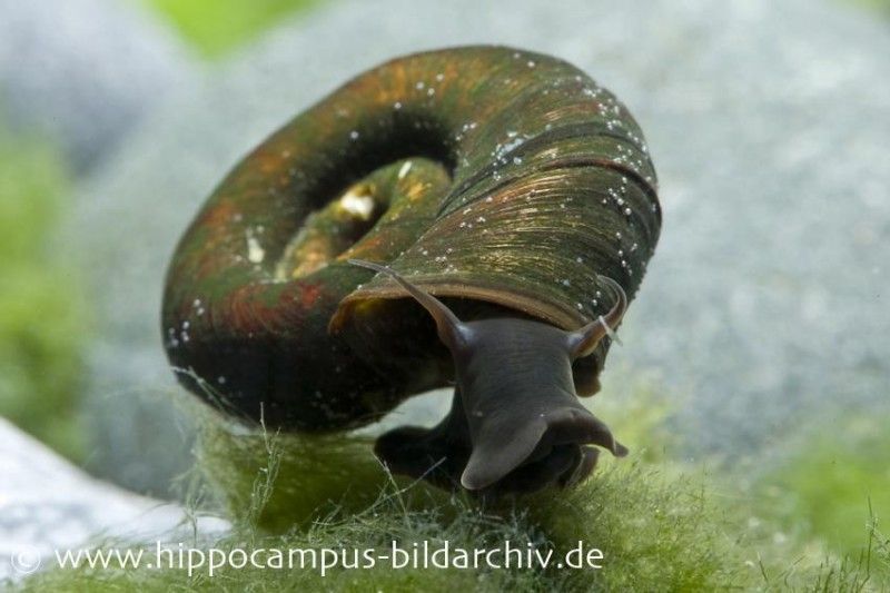 Schnecken, Muscheln, Krebse für den Gartenteich kaufen
