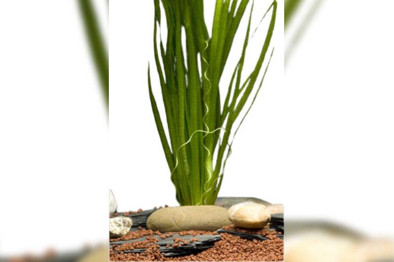 Sumpfschraube, Vallisneria spiralis, im Bund, online kaufen