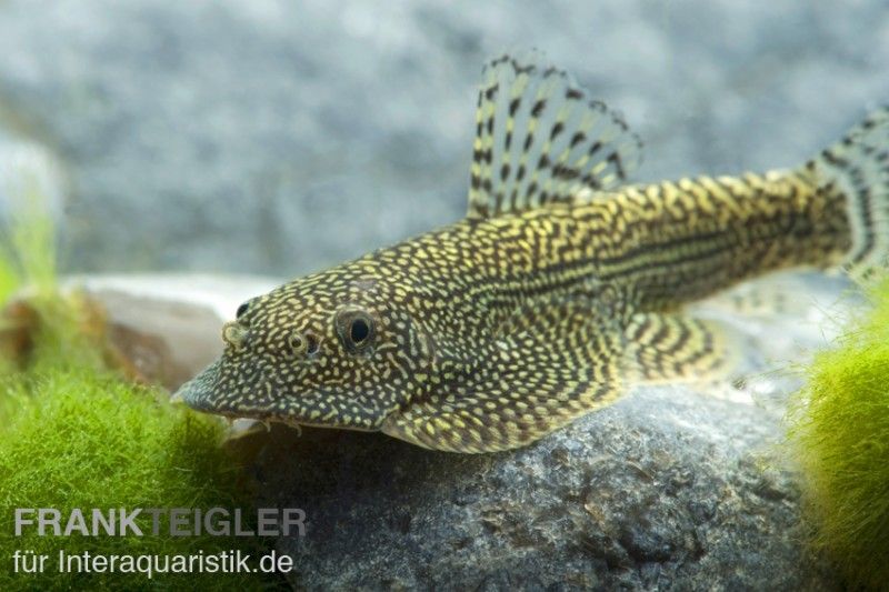 Flossensauger für das Aquarium im Shop kaufen