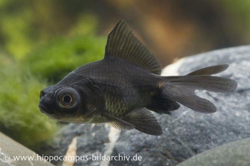 Y2k ästhetische Goldfisch -Telefonkette Stern Perl Produktbild-Vorschau 13