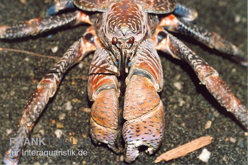 Palmendieb Der Größte Krebs Der Welt www.interaquaristik.de