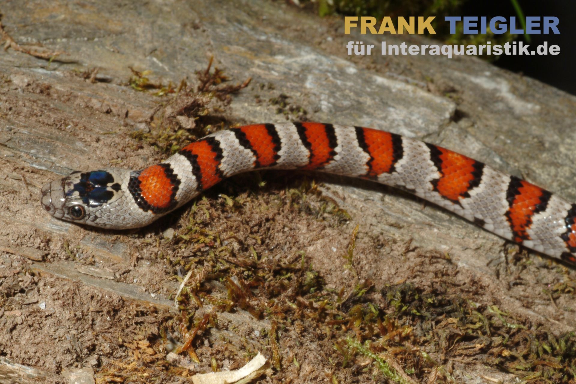 mexikanische-k-nigsnatter-lampropeltis-mexicana