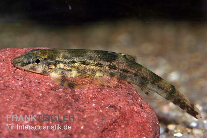 Flossensauger für das Aquarium im Shop kaufen