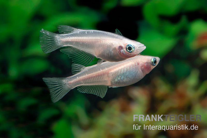 Reisfische
