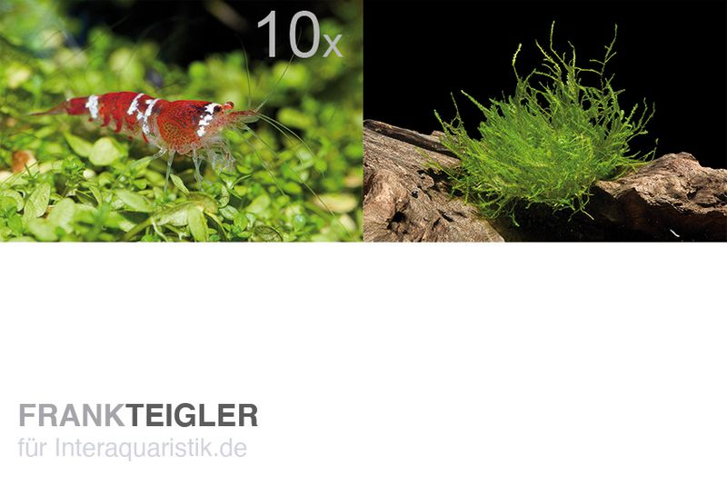 Produktbild von AquaBreedingSkill Garnelenfutter Aquarium – 100 G Futterpaste