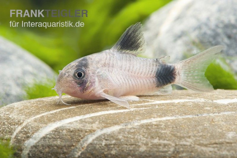 Panzerwelse u.a. aus der Gattung Corydoras im Shop kaufen