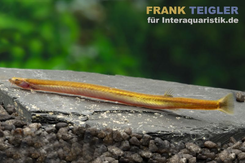 Dornaugen für das Aquarium hier im Shop bestellen