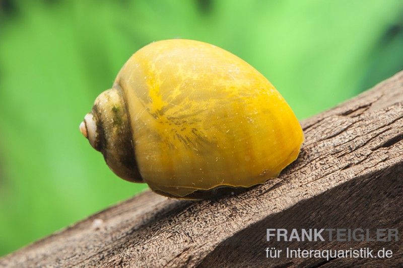 Gelbe AsiaApfelschnecke, Pila polita Tiere Schnecken