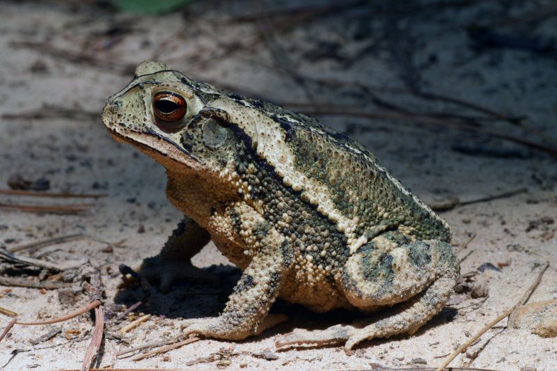 Golfküstenkröte (Incilius valliceps) – Haltung im Terrarium
