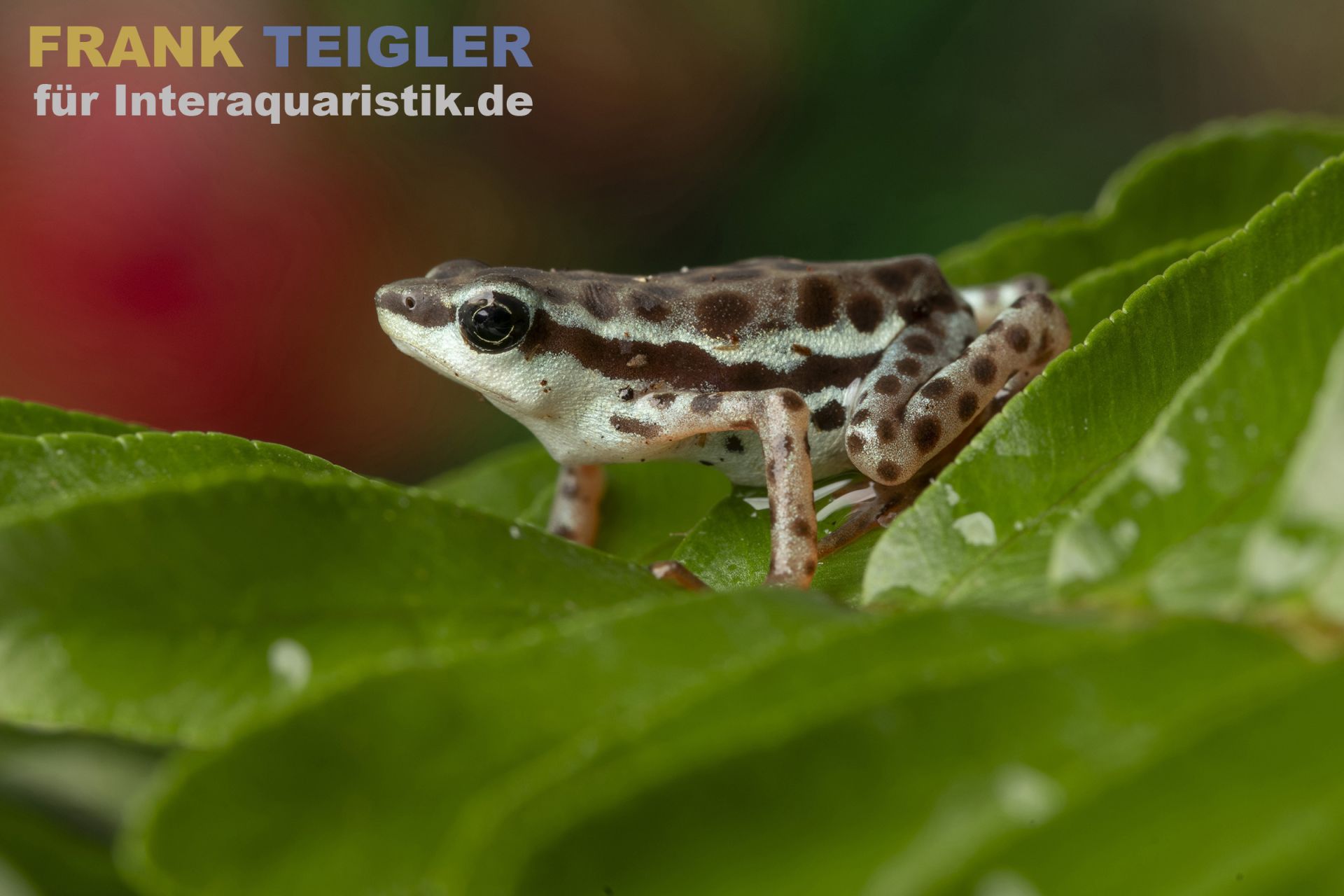 StubbenfußKröte, Atelopus balios 