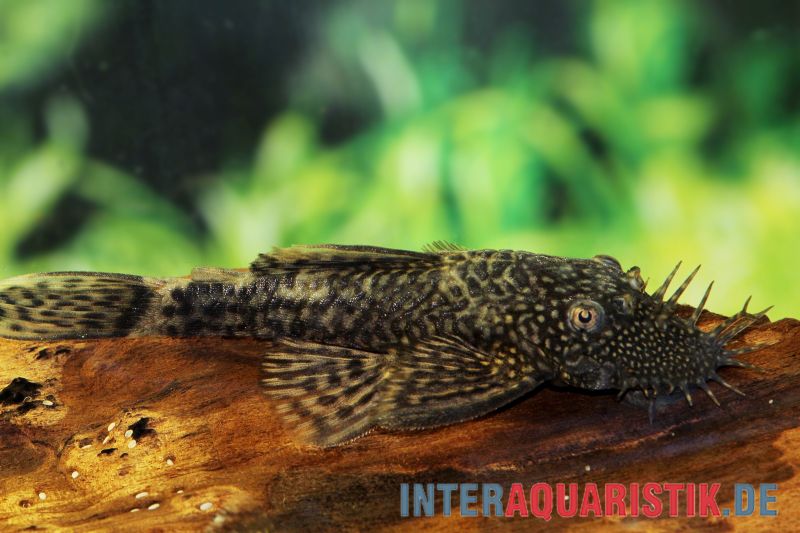 Antennenwelse für das Aquarium hier sicher kaufen