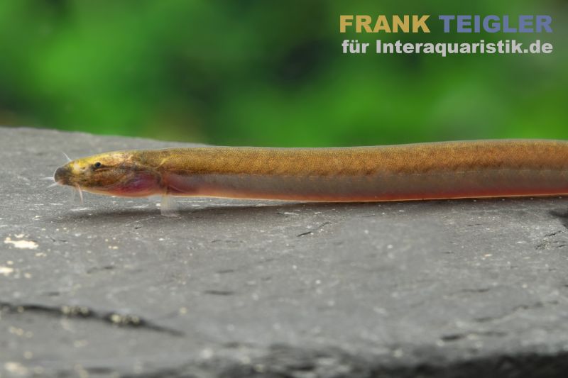 Dornaugen für das Aquarium hier im Shop bestellen