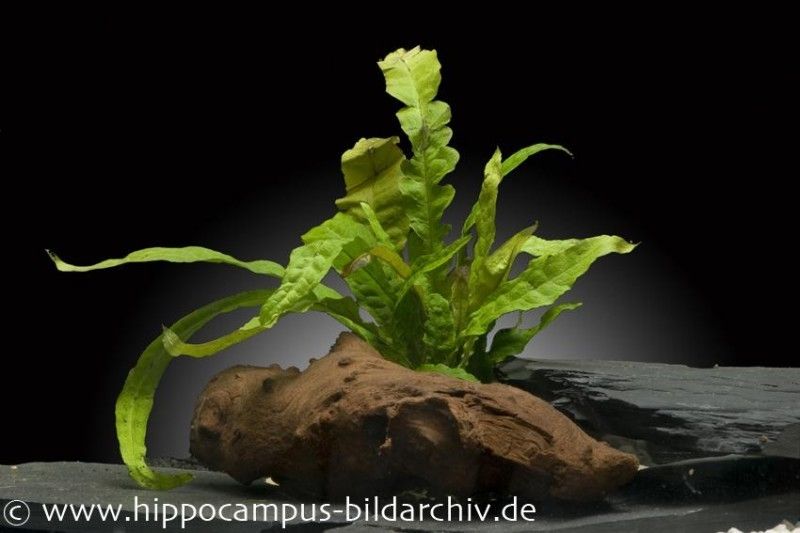 Javafarn, Microsorum pteropus, online kaufen