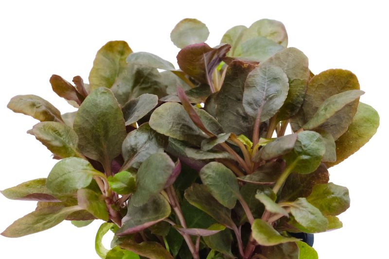 45+ Kardinalslobelie Teich, Sie blüht dort in den monaten zwischen