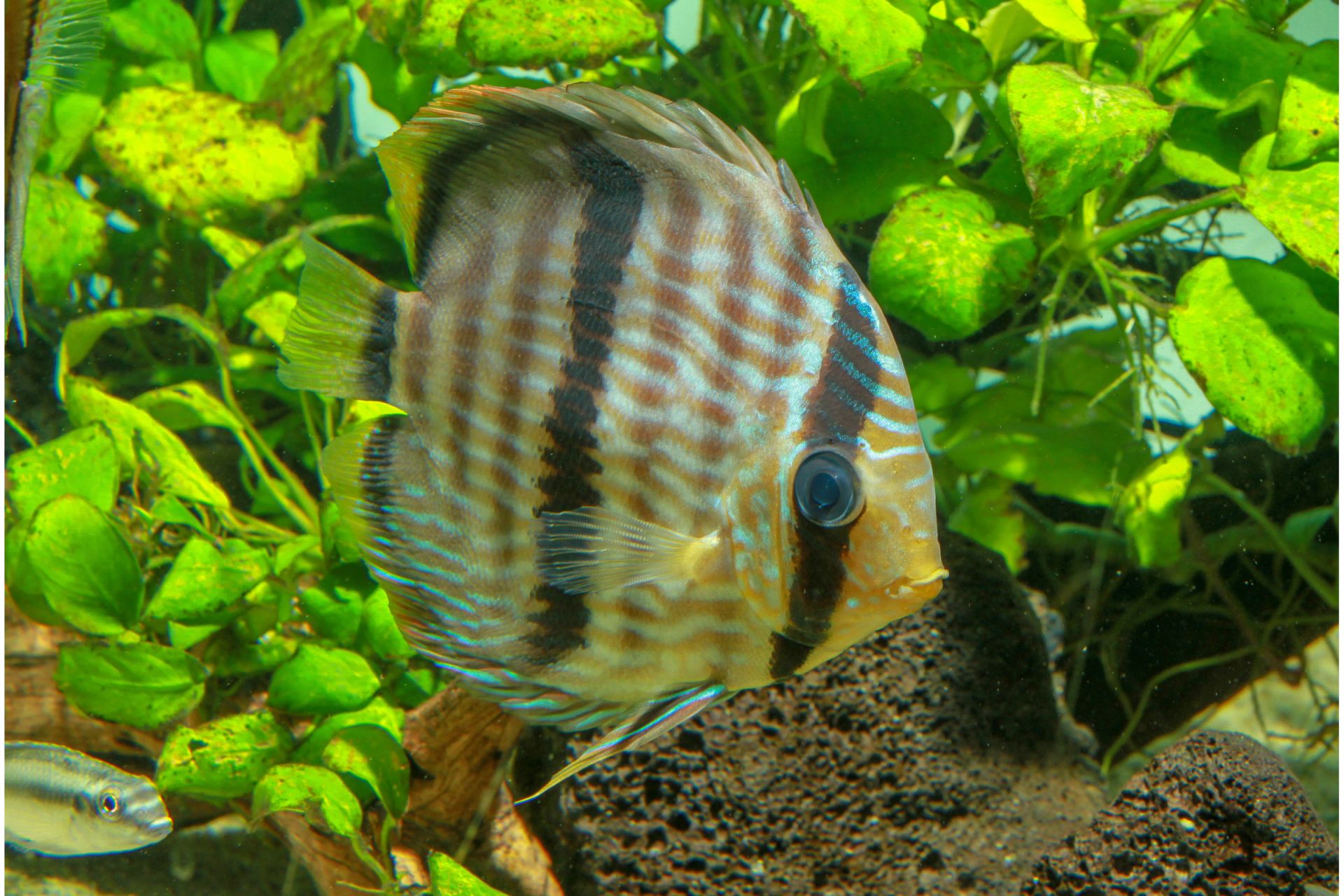 Heckel-Diskus kaufen | Symphysodon discus Wildfang Aquarium