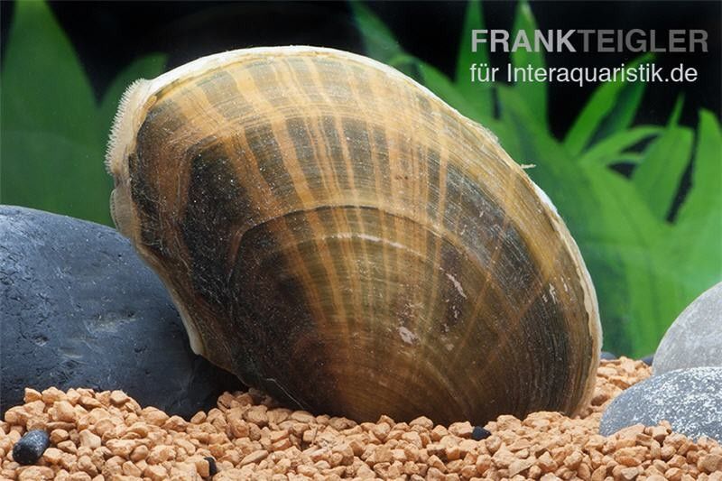 Schnecken, Muscheln, Krebse für den Gartenteich kaufen