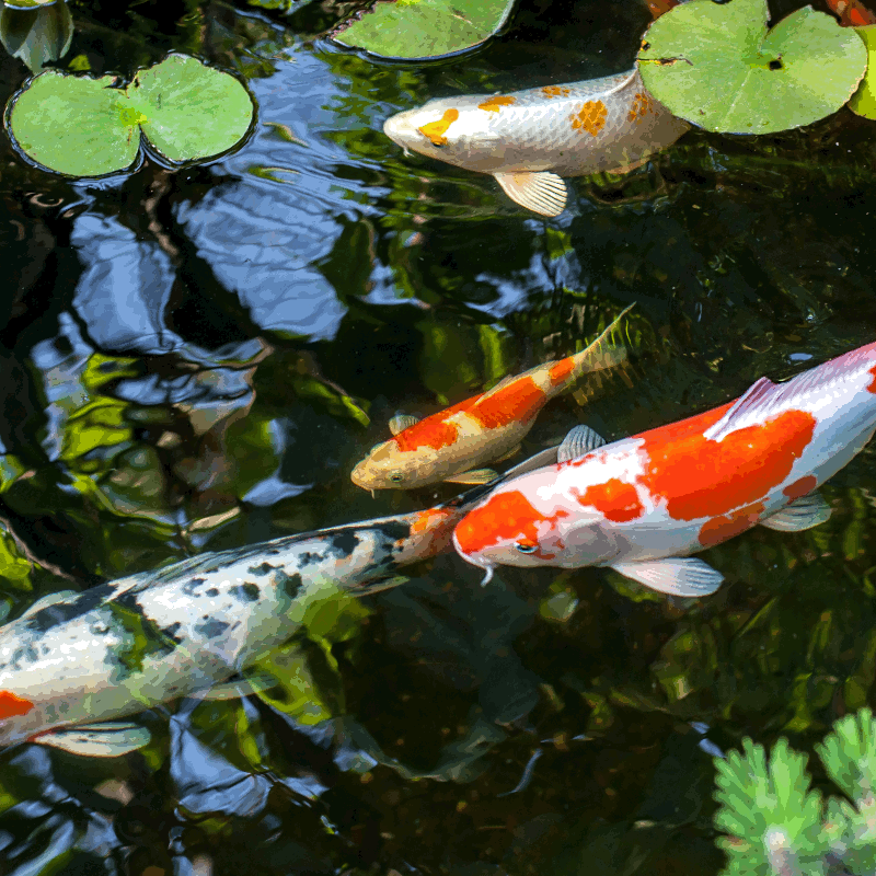 KoiKarpfen, Cyprinus carpio, für den Teich günstig online kaufen