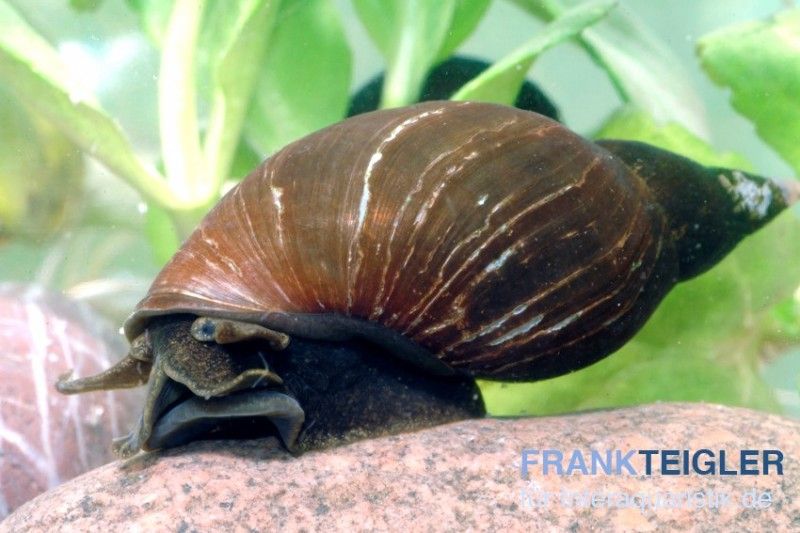 Schnecken, Muscheln, Krebse für den Gartenteich kaufen